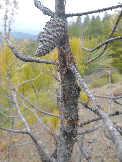 Arceuthobium siskiyouense, photographed by Drew Meyer