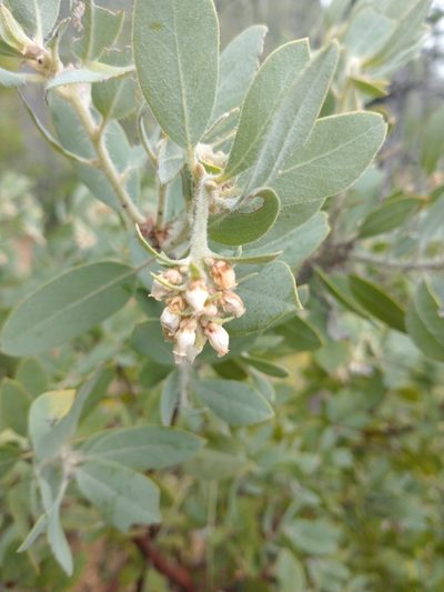 Arctostaphylos nortensis, photographed by Drew Meyer
