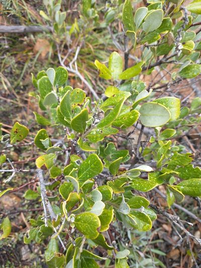 Garrya buxifolia, photographed by Drew Meyer