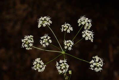 Perideridia americana, photographed by Brian Finzel