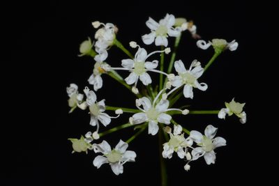 Perideridia americana, photographed by Brian Finzel