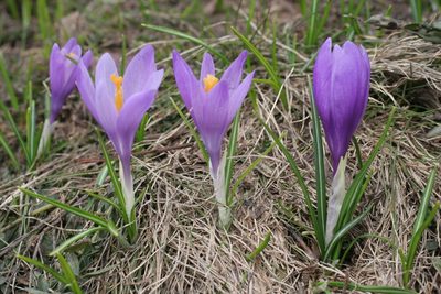 Crocus veluchensis, photographed by Kristof Zyskowski
