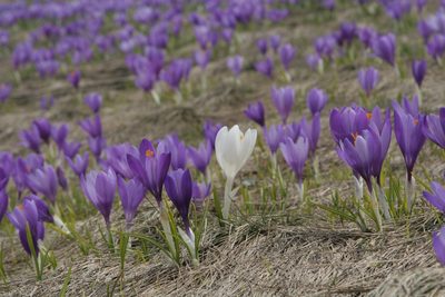 Crocus veluchensis, photographed by Kristof Zyskowski