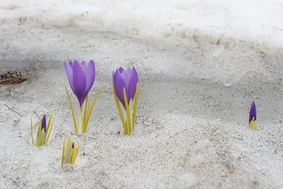 Crocus veluchensis, photographed by Kristof Zyskowski
