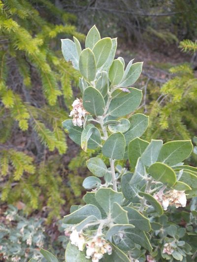 Arctostaphylos nortensis, photographed by Drew Meyer