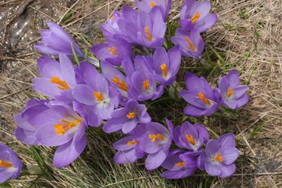Crocus veluchensis, photographed by Kristof Zyskowski