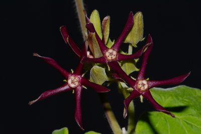 Odontostephana obliqua, photographed by Brian Finzel