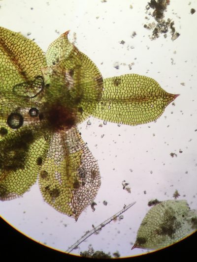 Chenia leptophylla, photographed by Jessica Paull