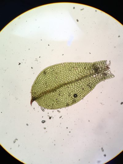 Chenia leptophylla, photographed by Jessica Paull