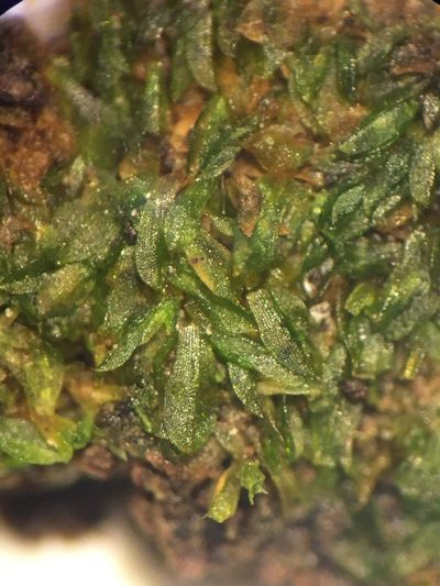 Chenia leptophylla, photographed by Jessica Paull