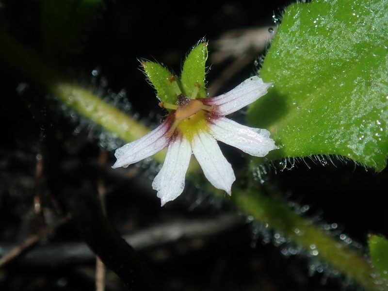 Scaevola hookeri, photographed by Thomas Mesaglio