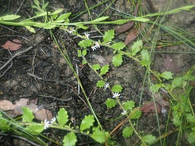 Scaevola hookeri, photographed by Thomas Mesaglio