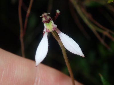Eriochilus cucullatus, photographed by Thomas Mesaglio