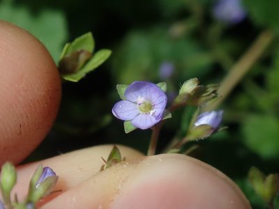 Veronica plebeia, photographed by Thomas Mesaglio