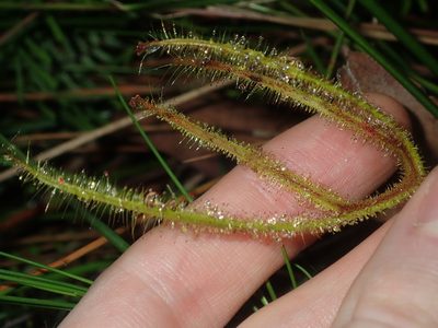 Drosera binata, photographed by Thomas Mesaglio