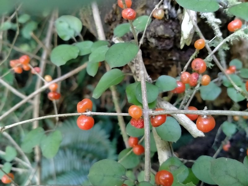 Coprosma rotundifolia, photographed by John Barkla