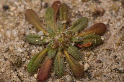 Chorizanthe orcuttiana, photographed by Trevor Van Loon