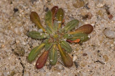 Chorizanthe orcuttiana, photographed by Trevor Van Loon