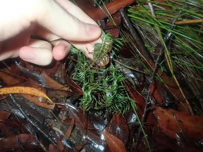 Lomandra obliqua, photographed by Thomas Mesaglio