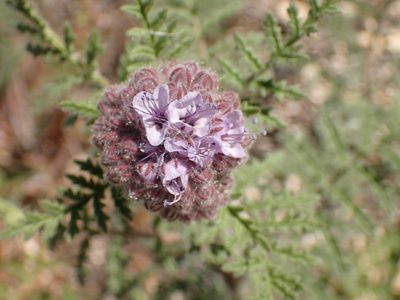 Phacelia hubbyi, photographed by George Williams