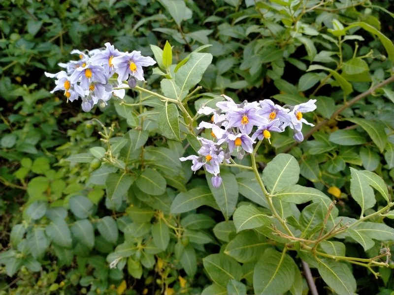 Solanum crispum, photographed by John Barkla