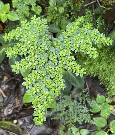 Pilea myriophylla, photographed by Nancy Overholtz