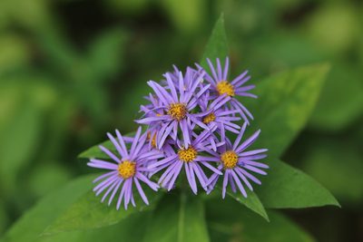 Eurybia conspicua, photographed by allan5519