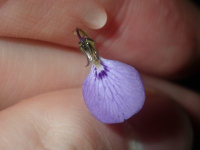 Pigea monopetala, photographed by Thomas Mesaglio