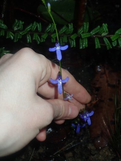 Lobelia dentata, photographed by Thomas Mesaglio
