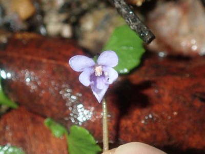 Viola silicestris, photographed by Thomas Mesaglio