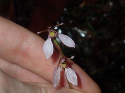 Eriochilus cucullatus, photographed by Thomas Mesaglio