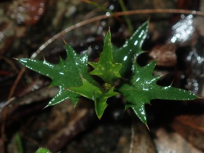 Podolobium ilicifolium, photographed by Thomas Mesaglio