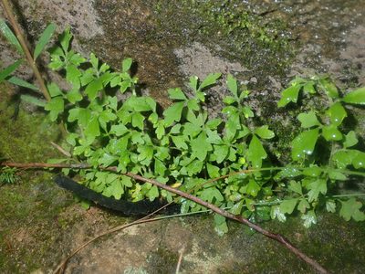 Xanthosia pilosa, photographed by Thomas Mesaglio