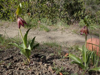 Fritillaria biflora, photographed by George Williams