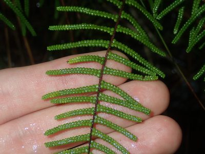 Gleichenia dicarpa, photographed by Thomas Mesaglio