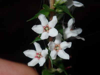 Epacris pulchella, photographed by Thomas Mesaglio