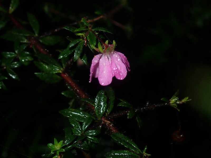 Bauera rubioides, photographed by Thomas Mesaglio