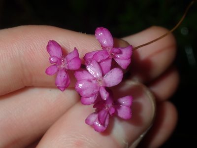Stylidium lineare, photographed by Thomas Mesaglio