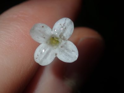 Mitrasacme polymorpha, photographed by Thomas Mesaglio