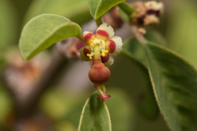 Euphorbia misera, photographed by Trevor Van Loon