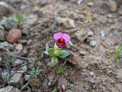 Diplacus douglasii, photographed by Kayla Sweeten