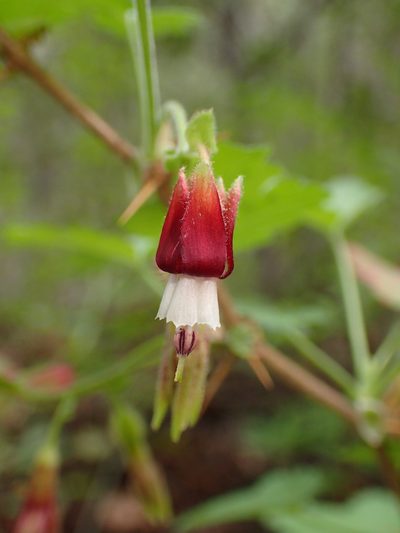 Ribes amarum, photographed by George Williams