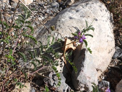 Astragalus greggii, photographed by Leticia Jiménez Hernández