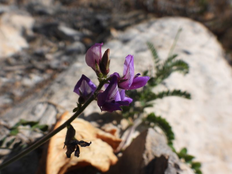 Astragalus greggii, photographed by Leticia Jiménez Hernández