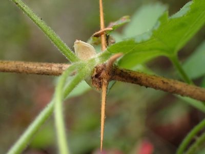 Ribes amarum, photographed by George Williams