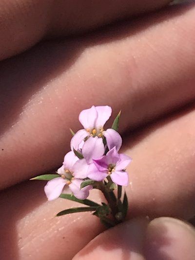 Coleonema pulchellum, photographed by Ren Hoekstra