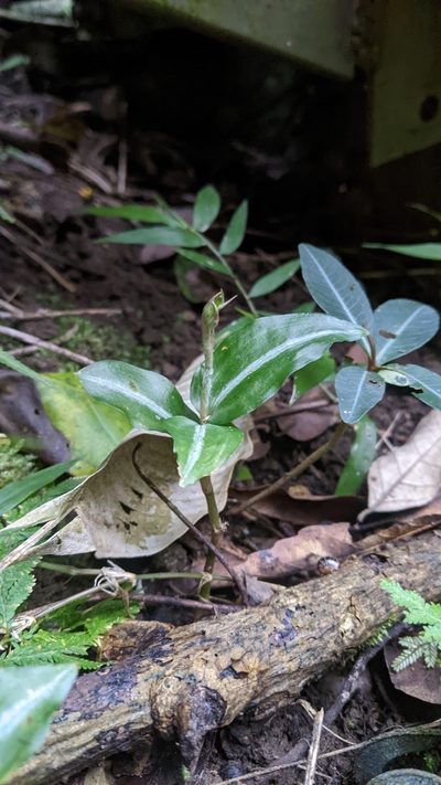 Zeuxine nervosa, photographed by Cheng-Te Hsu