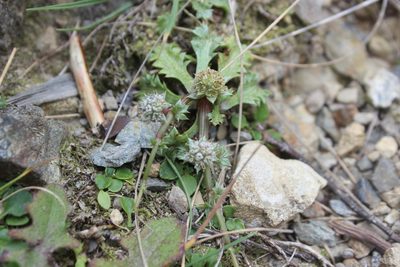Eryngium vesiculosum, photographed by Joe Dillon