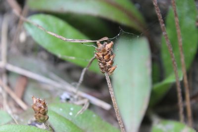 Plantago raoulii, photographed by Joe Dillon