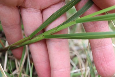 Poa anceps, photographed by Joe Dillon